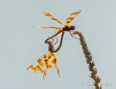 NSFW Dragonflies DSCN25937
