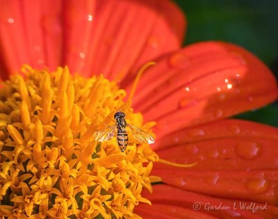 Hoverfly On A Mexican Sunflower DSCN25740