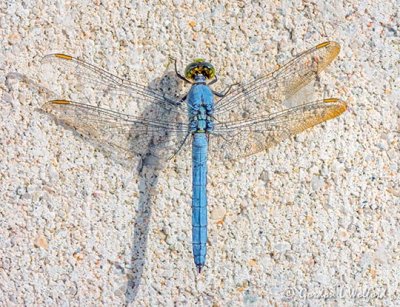 Dragonfly On Concrete DSCN26076-8
