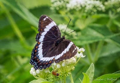 White Admiral Butterfly & Bug DSCN26271