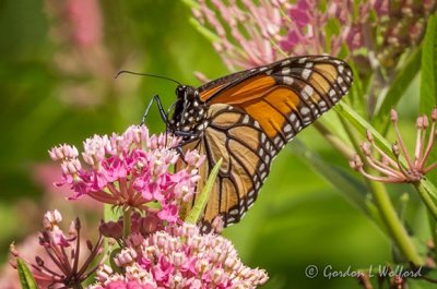 Monarch Butterfly DSCN26235