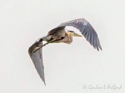 Heron In Flight DSCN26448