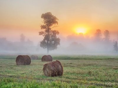 Bales & Tree In Foggy Sunrise DSCN26556-61