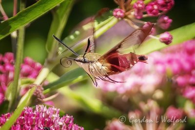 Hummingbird Clearwing Moth In Flight DSCN27018