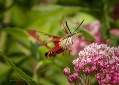 Hummingbird Clearwing Moth In Flight DSCN26991