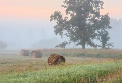 Bales & Tree On A Foggy Morning DSCN26583-5