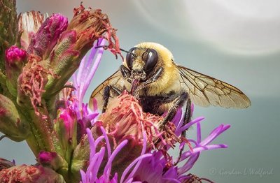 Bee On A Purple Flower Stalk DSCN27542 (crop)