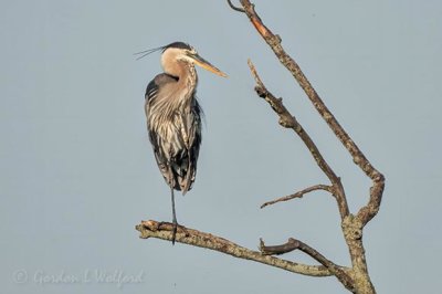 Heron On A Dead Tree DSCN27726