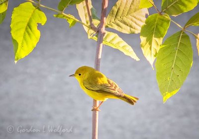 Yellow Warbler DSCN27640