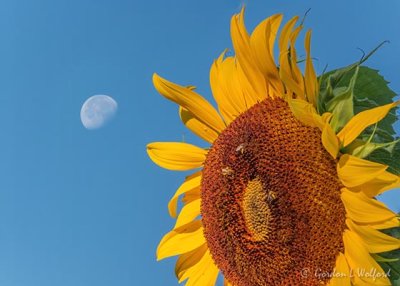Moon Beyond Sunflower DSCN28497.05