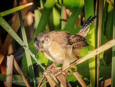 Marsh Wren DSCN28932