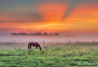 Ground Fog & Grazing Horse At Sunrise DSCN29011