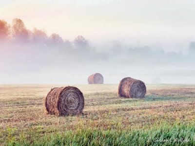 Bales On A Foggy Morning DSCN26598