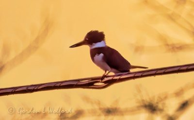 Backlit Belted Kingfisher At Sunrise DSCN30144