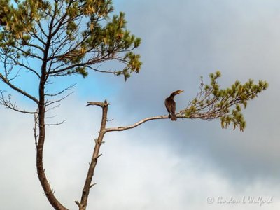 Cormorant In A Pine Tree P1030192