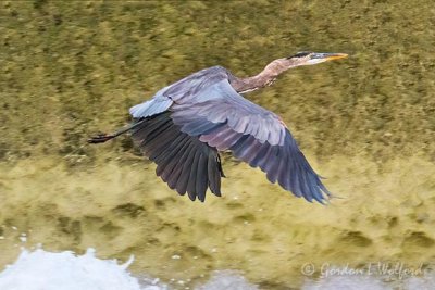 Heron In Flight DSCN30593