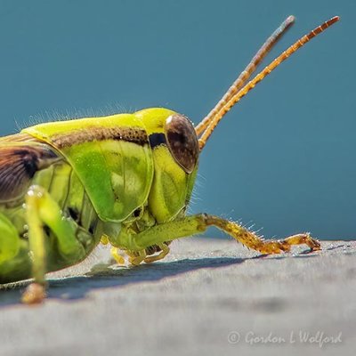 Green Grasshopper DSCN30745 (crop)