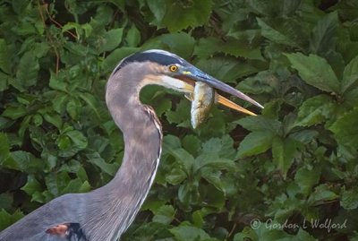 Heron With A Fish DSCN31529