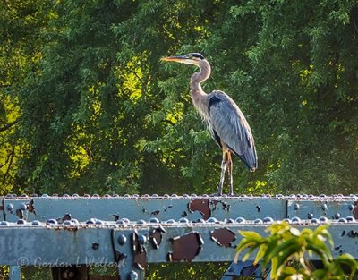 Heron Standing On A Bridge DSCN31535