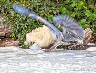Heron Striking Through Foam DSCN31516