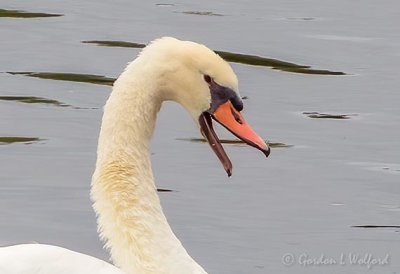 Swan Yawn DSCN32750 (crop)