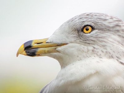 Ring-billed Gull Closeup DSCN33512
