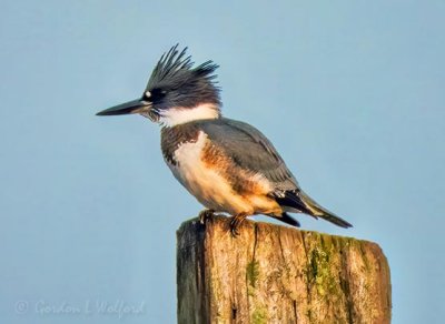 Kingfisher Atop A Pole DSCN34033