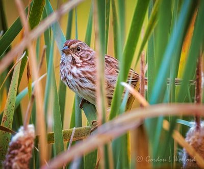 Song Sparrow In Grass DSCN34415