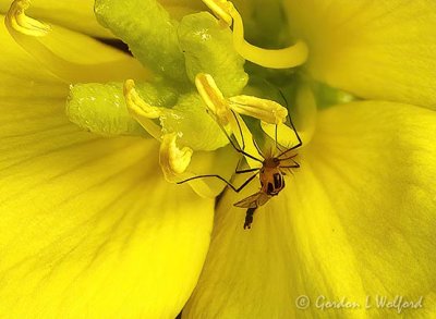 Bug In A Yellow Wildflower (crop) DSCN34419