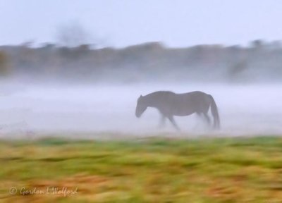 Horse In Ground Fog DSCN34165