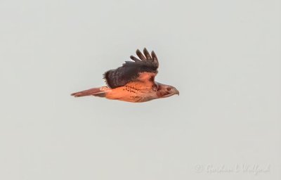 Red-tailed Hawk In Flight At Sunrise DSCN37075