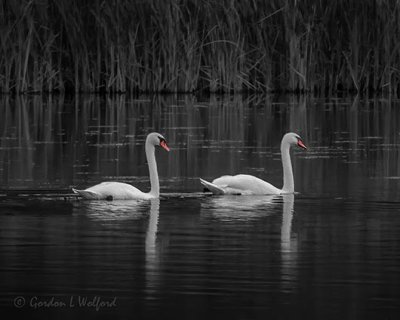 Two Mute Swans DSCN37184SC