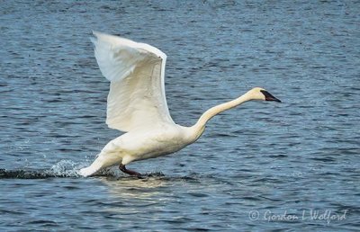 Trumpeter Swan Taking Flight DSCN38471