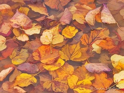 Fallen Autumn Leaves In A Puddle DSCN38258