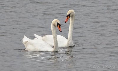 Mute Swan Couple DSCN38580