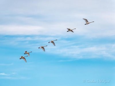 Six Trumpeter Swans In Flight DSCN38829