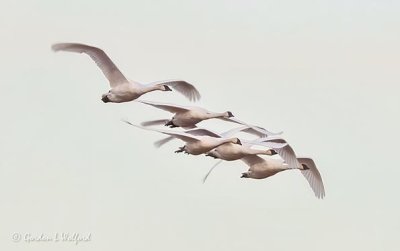Five Trumpeter Swans In Flight DSCN38818