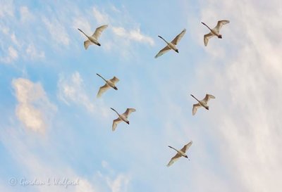 Seven Trumpeter Swans Overhead DSCN38753