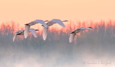 Four Trumpeter Swans In Flight Over Sunrise Mist DSCN38973
