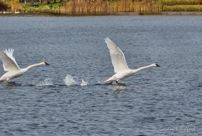Two Trumpeter Swans Taking Flight DSCN38472