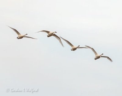 Four Trumpeter Swans In Flight DSCN38783