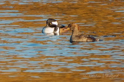 Mr & Mrs Hooded Merganser DSCN39454