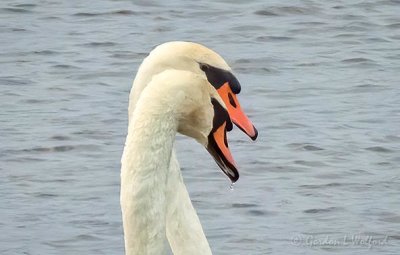 Two Mute Swans Cheek To Cheek DSCN38576