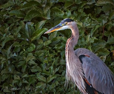 Heron Profile DSCN31189