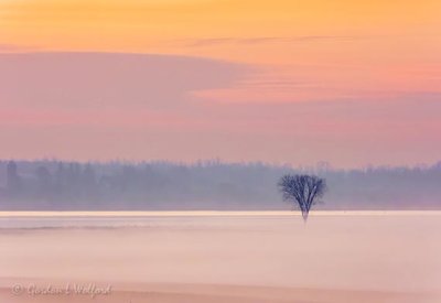 Lone Tree In Sunrise Ground Fog DSCN39562