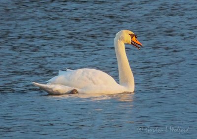 Mute Swan Mouthing Off DSCN40165
