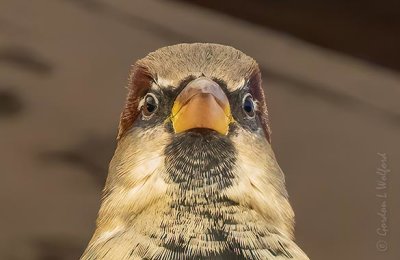 House Sparrow Stare Down DSCN39660 (crop)