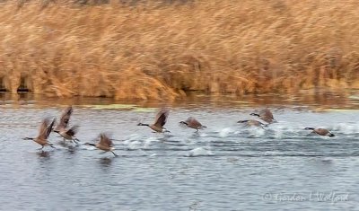 Flock of Geese Taking Flight DSCN40466