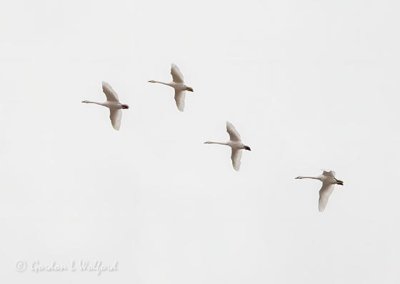 Four Trumpeter Swans In Flight DSCN41023