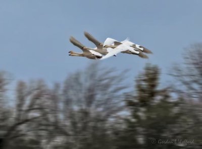 Six Trumpeter Swans In Flight DSCN41178